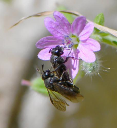 Corynis sp.